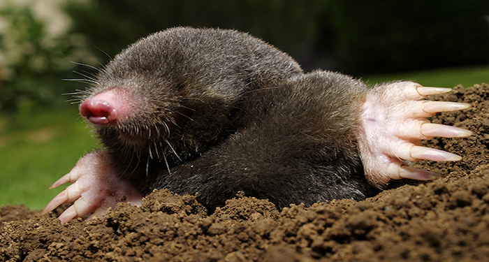 Mole in mud