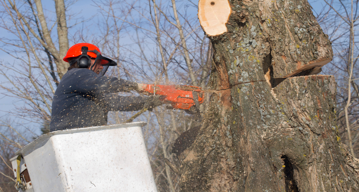 Tree felling