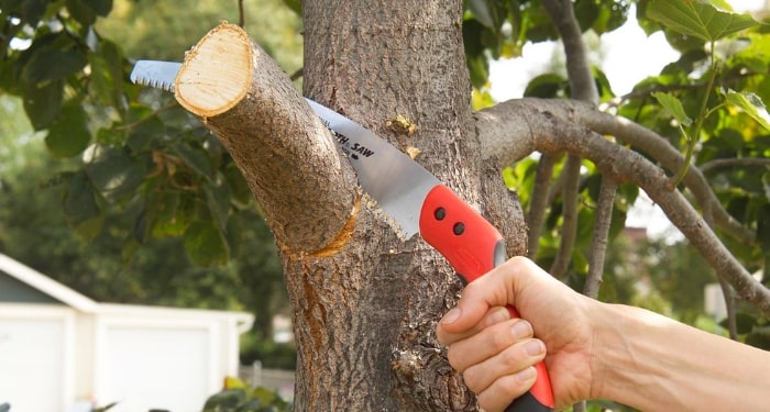 trimming a tree branch