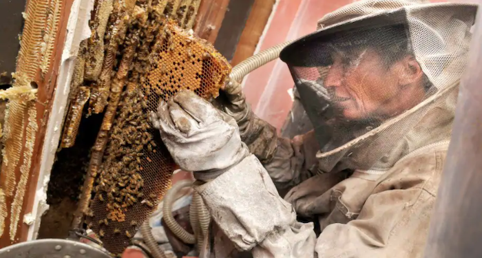 Person removing bees nest