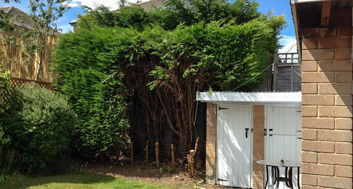 fern hedges and the back of the garden