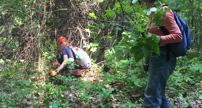 Japanese knotweed inspection