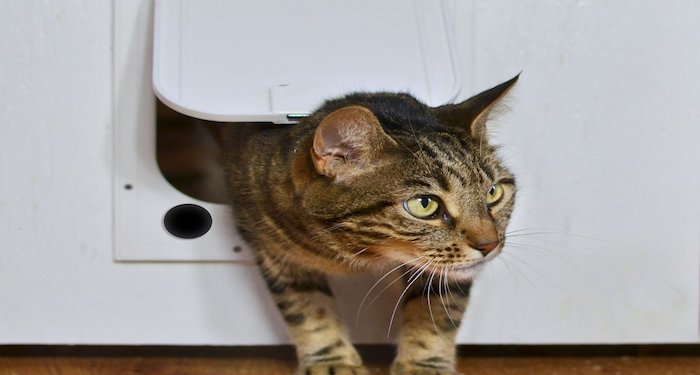 cat using pet flap