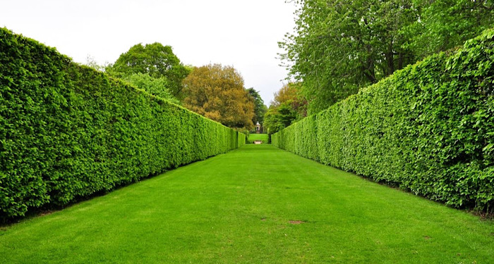garden walkway with hedge walls