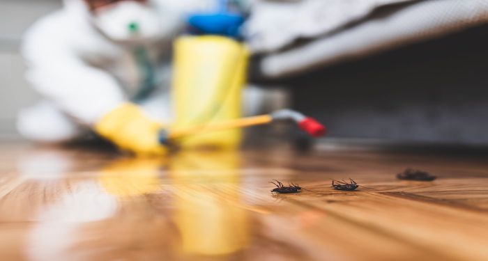 How Much Does Pest Control Cost? | Pest Control Prices