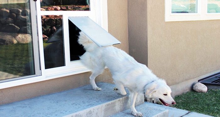 dog flap being used