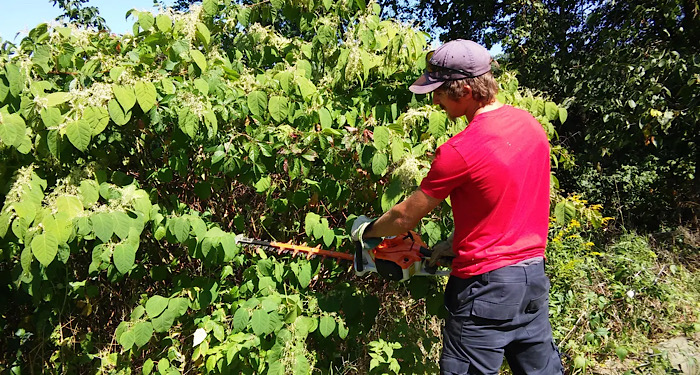 person removing Japanese knotweed