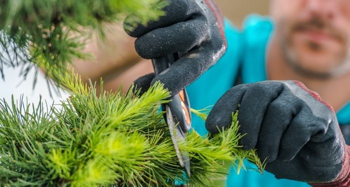 Man cutting tree leaves