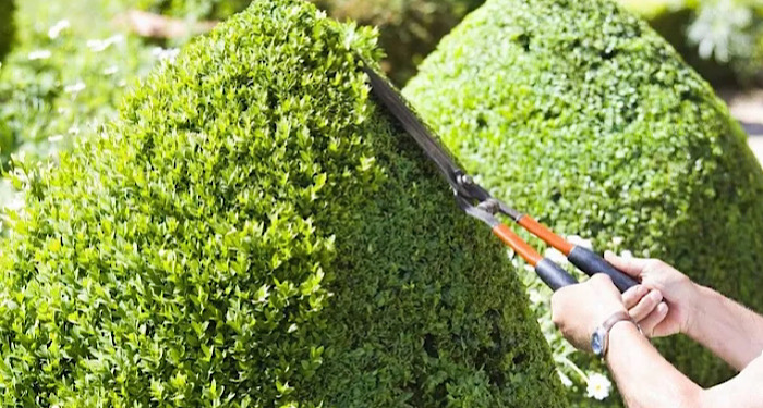 person trimming a shaped hedge