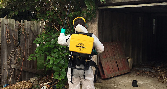 treating Japanese knotweed