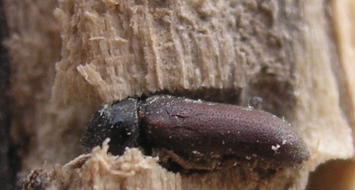 a common furniture beetle