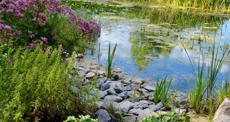 rock and pebble on a edge of ponds