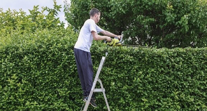 man on ladder trimming top of hedge row