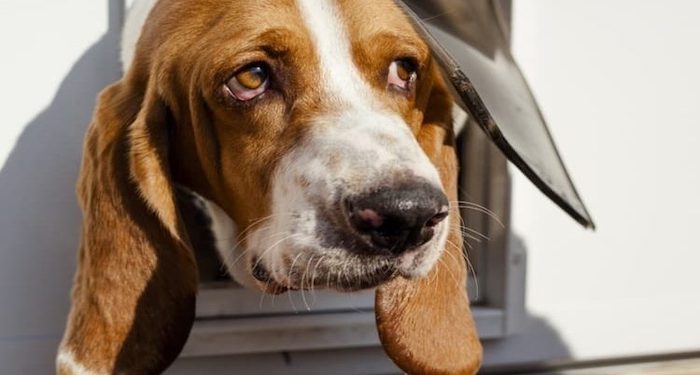 blood hound using pet flap