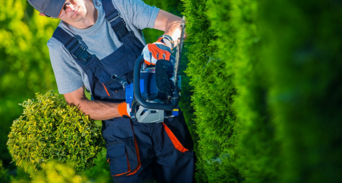 man using a hedge trimmer