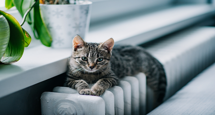 a cat on a radiator