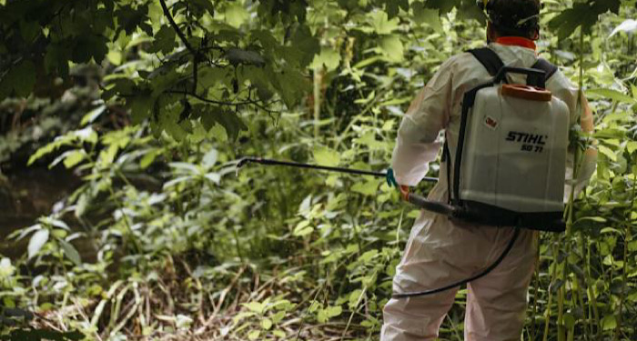 spraying Japanese knotweed