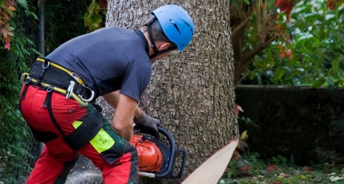 Tradesperson cutting a tree