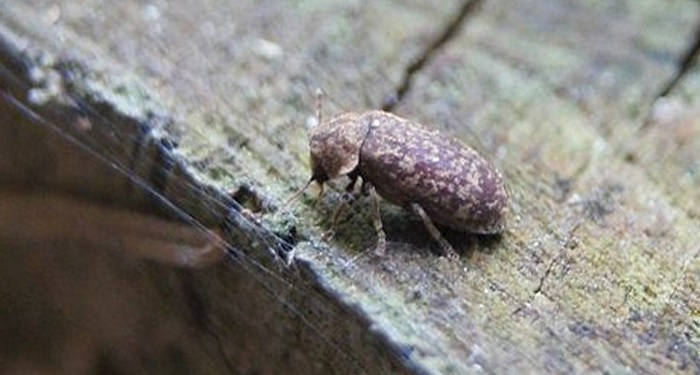 death watch beetle