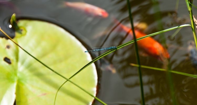 dragonfly and fish in pond