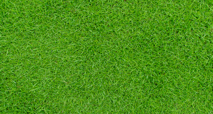 grass