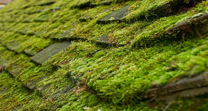 Roof moss removal