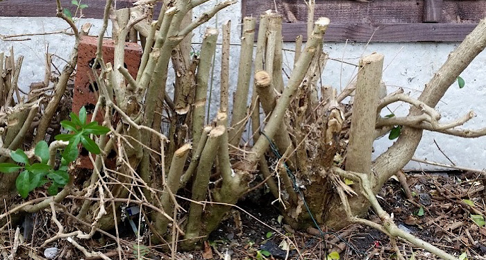 image of hedge stumps