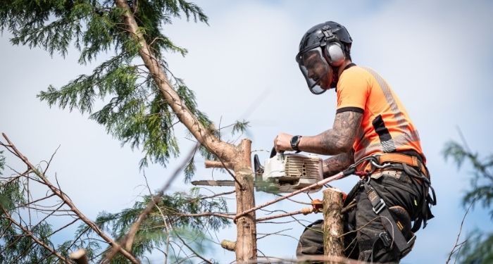 Man cutting tree branches