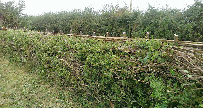 fence made from hedges