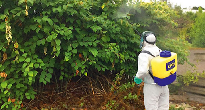 person spraying Japanese knotweed with herbicide