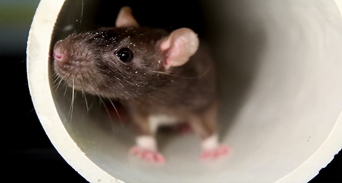 Rat in white tube