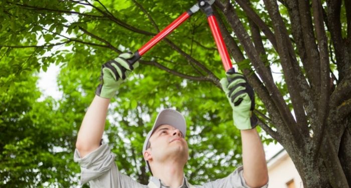 Tree pruning