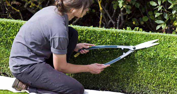 woman pruning a low hedge