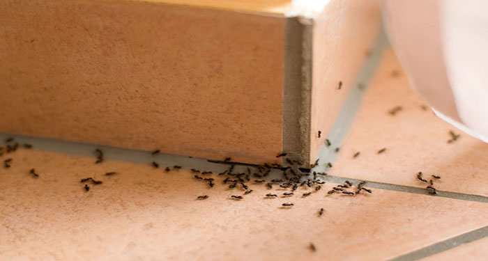 Ants on tiled floor