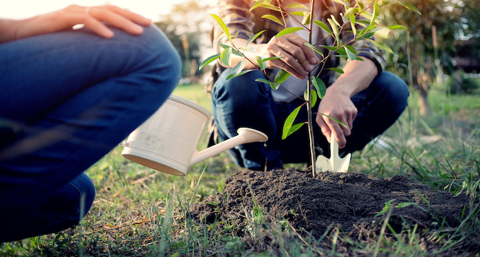 planting a tree