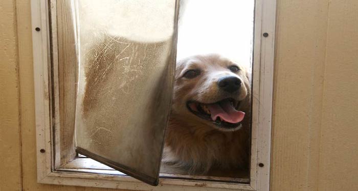 dog looking through pet flap