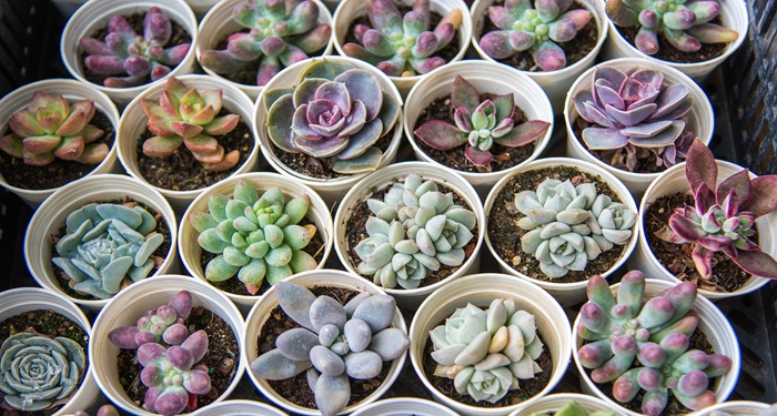 Succulents