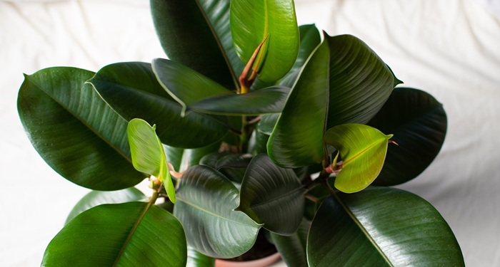 Rubber plant