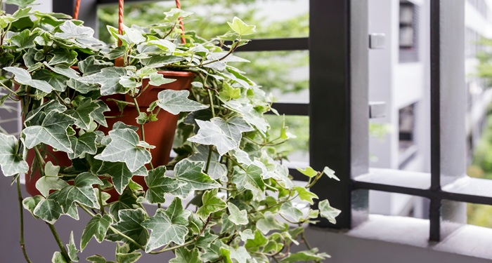 English ivy plant