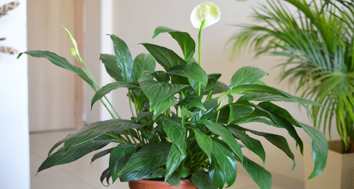 Peace lily plant