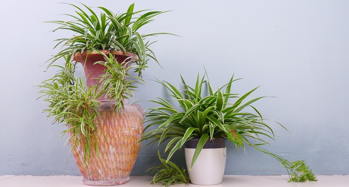 Spider plant