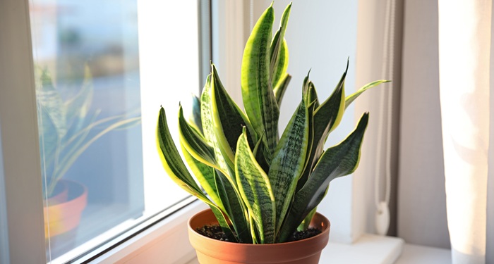 Snake plant