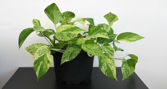 Pothos plant