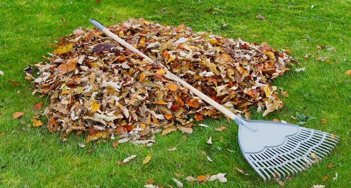 Rake and leaves in pile