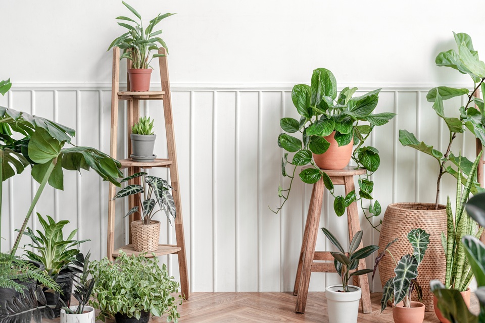 Topimage houseplants