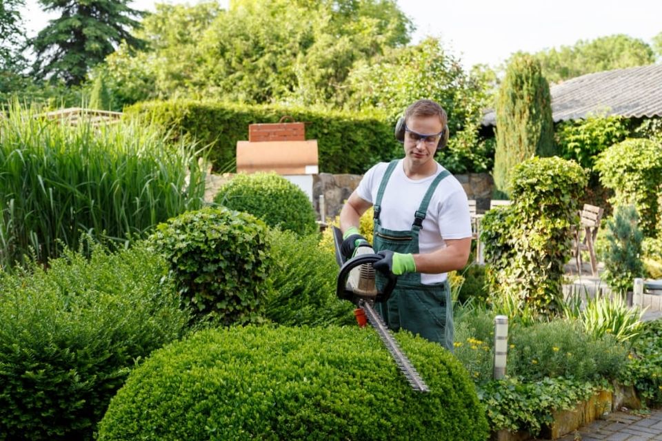 man trimming hedge