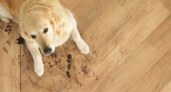 dog and muddy karndean flooring