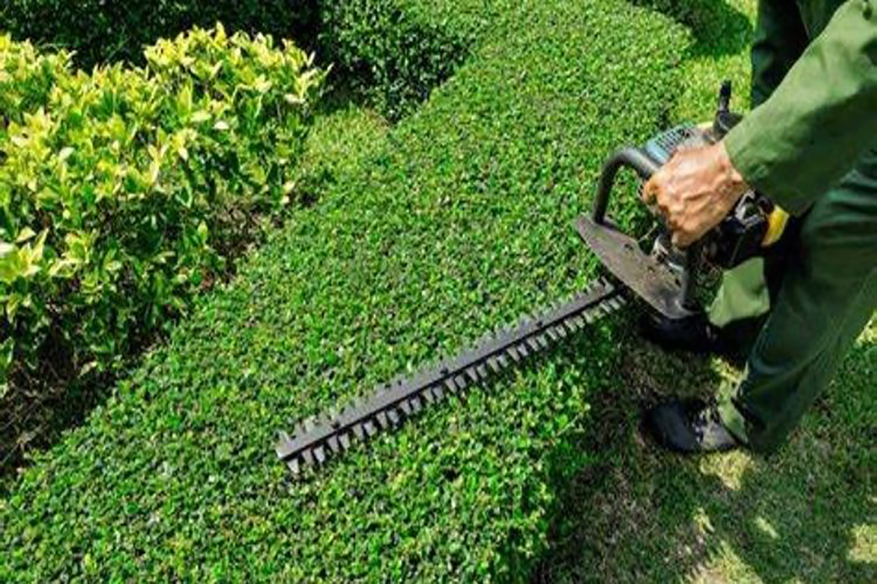 removing a hedge