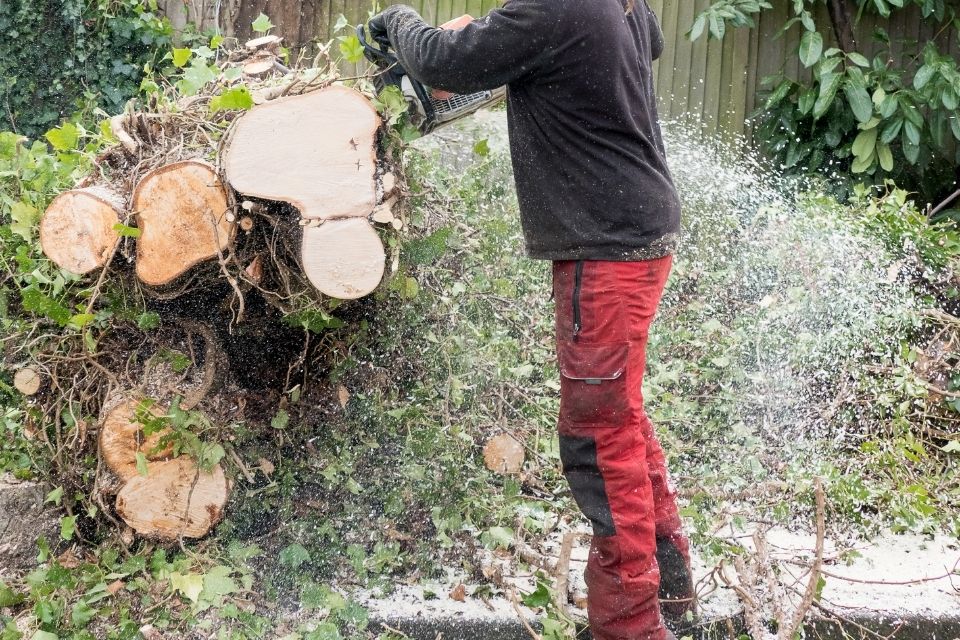 Man cutting a tree